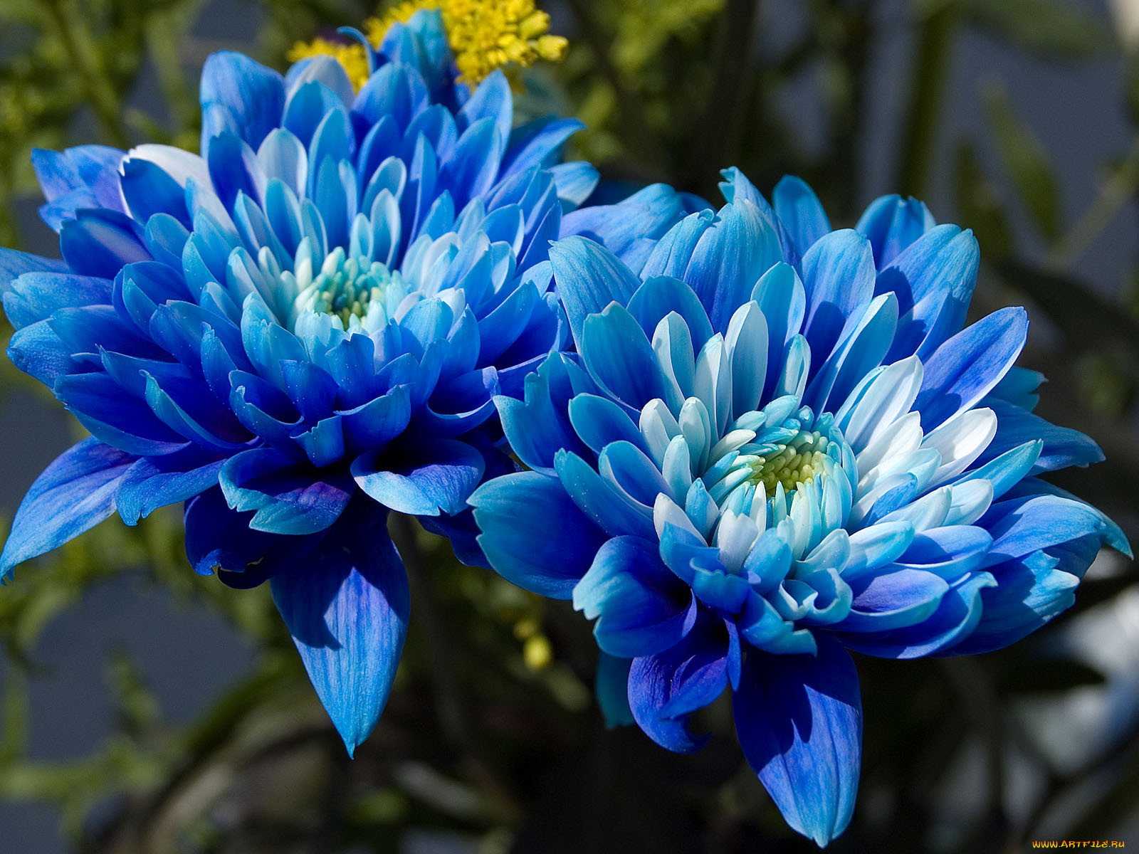Открытки синего цвета. Голубые хризантемы. Синие хризантемы. Килеватая Хризантема синяя.